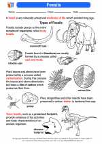 Fossils 8th Grade Science Worksheets And Answer Key Study Guides And