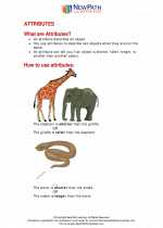 Mathematics - First Grade - Study Guide: Attributes