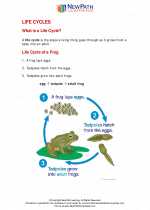 Science - First Grade - Study Guide: Life cycles