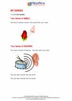 Science - First Grade - Study Guide: My senses