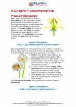 Science - Fourth Grade - Study Guide: Plant growth and reproduction