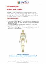 Science - Fourth Grade - Study Guide: Organ systems