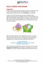 Science - Fifth Grade - Study Guide: Cells, tissues and organs