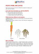 Roots, Stems and Leaves. 5th Grade Science Worksheets and Answer keys