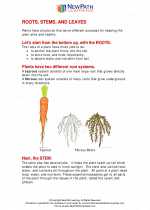 Science - Fifth Grade - Study Guide: Roots, Stems and Leaves