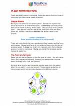 Science - Fifth Grade - Study Guide: Plants with and without seeds