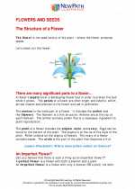 Science - Fifth Grade - Study Guide: Flowers and seeds