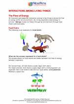 Interactions Among Living Things. 5Th Grade Science Worksheets And Answer  Keys, Study Guides And Vocabulary Sets.