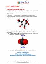 Science - Seventh Grade - Study Guide: Cell Processes