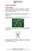 Science - Sixth Grade - Study Guide: Plant Processes