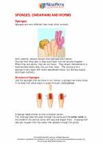 Sponges, Cnidarians and Worms. 6th Grade Science Worksheets and Answer