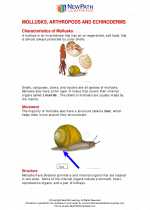 Science - Sixth Grade - Study Guide: Mollusks, Arthropods and Echinoderms