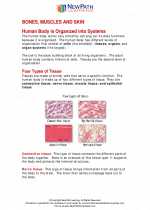 Science - Eighth Grade - Study Guide: Bones, muscles, and skin