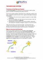 Science - Eighth Grade - Study Guide: The nervous system