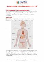 Science - Eighth Grade - Study Guide: The endocrine system and Reproduction