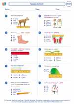 Mathematics - Second Grade - Worksheet: Measurement