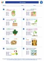 Science - First Grade - Worksheet: Life cycles