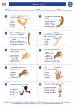 Science - First Grade - Worksheet: Human body