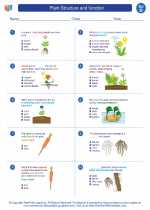 Science - Fourth Grade - Worksheet: Plant Structure and function