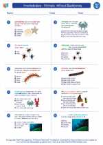 Science - Fourth Grade - Worksheet: Invertebrates - Animals  without Backbones
