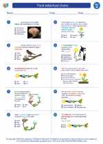 Food webs/food chains. Science Worksheets and Study Guides Fourth Grade.