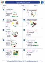 Science - Fourth Grade - Worksheet: Food webs/food chains