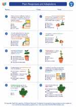 Science - Fifth Grade - Worksheet: Plant Responses and Adaptations