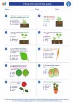 Science - Fifth Grade - Worksheet: Plants with and without seeds