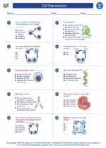 Science - Seventh Grade - Worksheet: Cell Reproduction