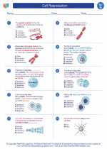 Science - Seventh Grade - Worksheet: Cell Reproduction