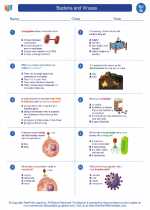 Bacteria and Viruses. 7th Grade Science Worksheets and Answer key