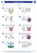 Science - Seventh Grade - Worksheet: Bacteria and Viruses