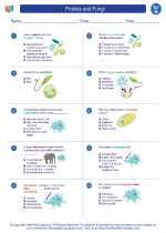 Science - Seventh Grade - Worksheet: Protists and Fungi