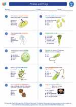 Science - Seventh Grade - Worksheet: Protists and Fungi