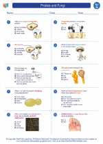 Science - Seventh Grade - Worksheet: Protists and Fungi