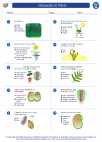 Science - Seventh Grade - Worksheet: Introduction to Plants