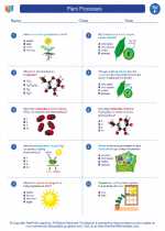 Science - Sixth Grade - Worksheet: Plant Processes