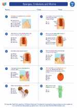 Science - Sixth Grade - Worksheet: Sponges, Cnidarians and Worms