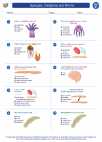 Science - Sixth Grade - Worksheet: Sponges, Cnidarians and Worms