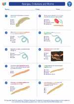 Science - Sixth Grade - Worksheet: Sponges, Cnidarians and Worms