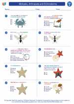 Science - Sixth Grade - Worksheet: Mollusks, Arthropods and Echinoderms