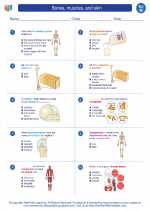 Science - Eighth Grade - Worksheet: Bones, muscles, and skin