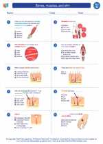 Science - Eighth Grade - Worksheet: Bones, muscles, and skin