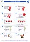 Science - Eighth Grade - Worksheet: Circulation and immunity