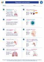 Science - Eighth Grade - Worksheet: Respiration and excretion