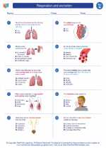 Science - Eighth Grade - Worksheet: Respiration and excretion