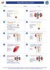 Science - Eighth Grade - Worksheet: Respiration and excretion