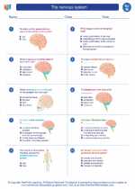 Science - Eighth Grade - Worksheet: The nervous system