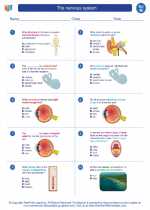 Science - Eighth Grade - Worksheet: The nervous system