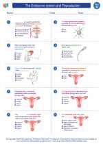 Science - Eighth Grade - Worksheet: The endocrine system and Reproduction